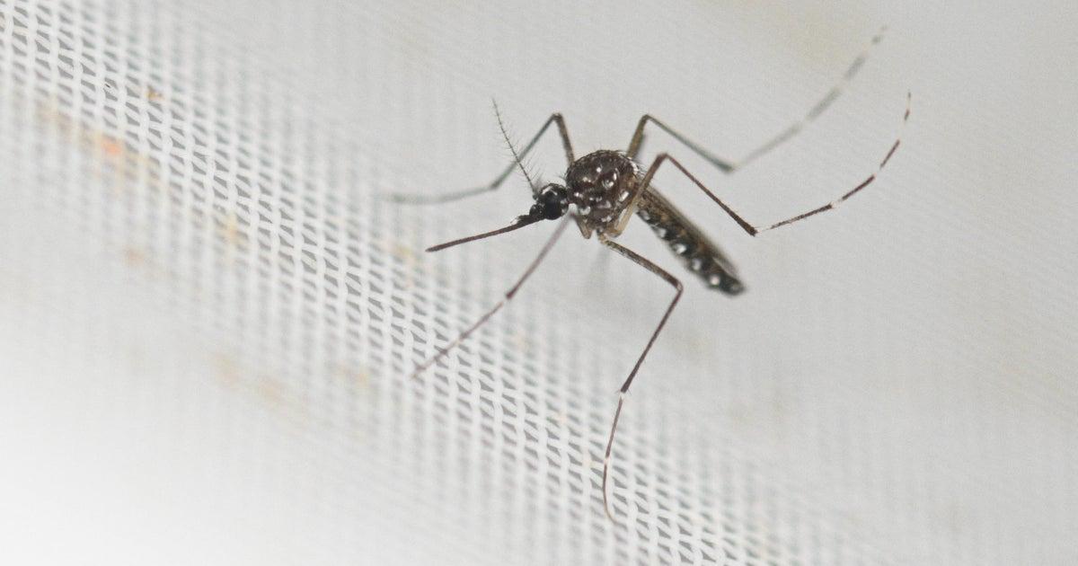 Chikungungunya Virus in New York was infected in the area.That's what we know. -...