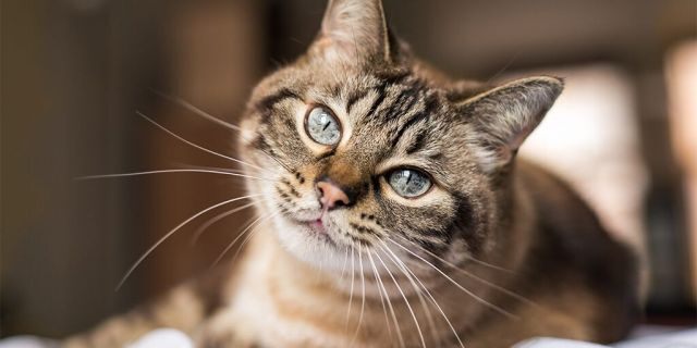 Cats respond to slow flashes from their owners and strangers.  (IStock)