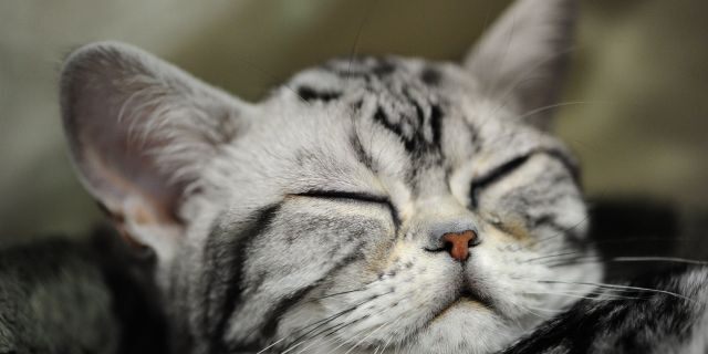 For cats, A. "Slow flash" Researchers said it was like a smile.  (Alex Milan Tracy / Ciba USA)