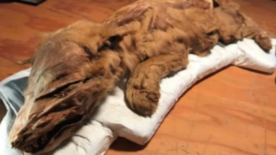 Photo of A Yukon gold miner discovers a mummified Ice Age wolf pup
