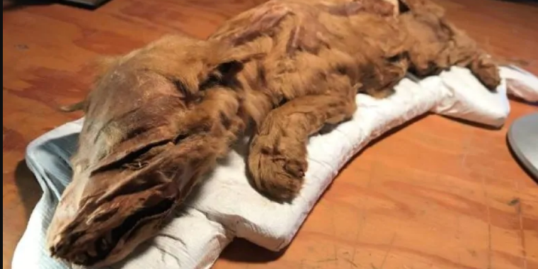A Yukon gold miner discovers a mummified Ice Age wolf pup