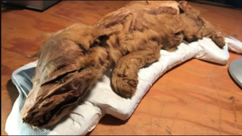 Color image of a wolf mummy lying on a pillow