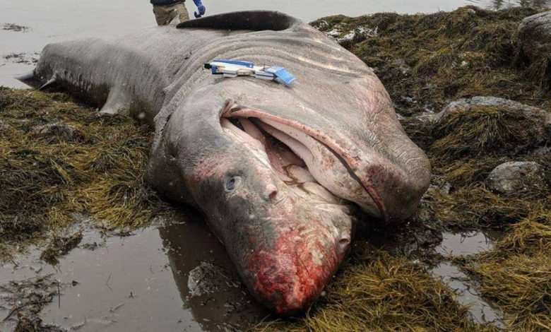 A truck-sized shark washed up on Maine Beach.  How did she die?