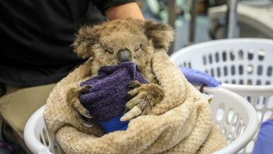 Photo of Donate the Lecco WWF to Australia to protect animals