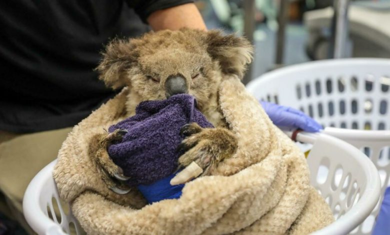 Donate the Lecco WWF to Australia to protect animals