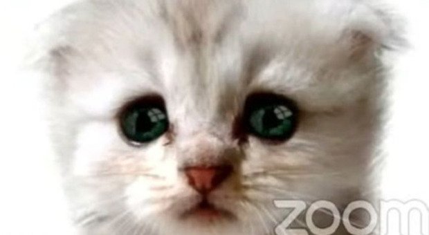 Lawyer forgets the filter in Zoom, and a video conference judge sees it as a talking cat