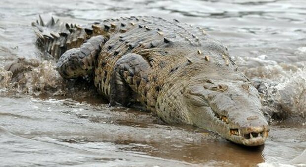 A four-meter long crocodile was killed after it devoured a fisherman in Australia
