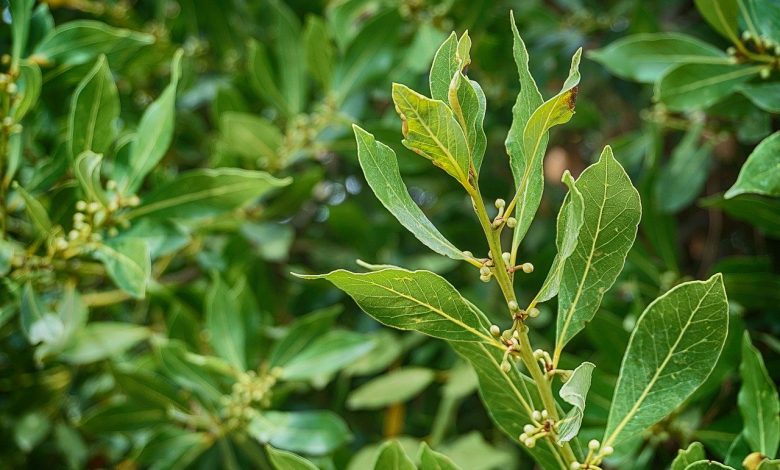 Laurel, all the beneficial properties for health
