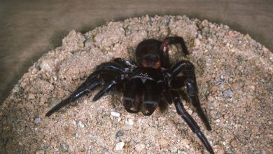 Photo of Australia fears an invasion of the venomous spider, Atrax Robustis