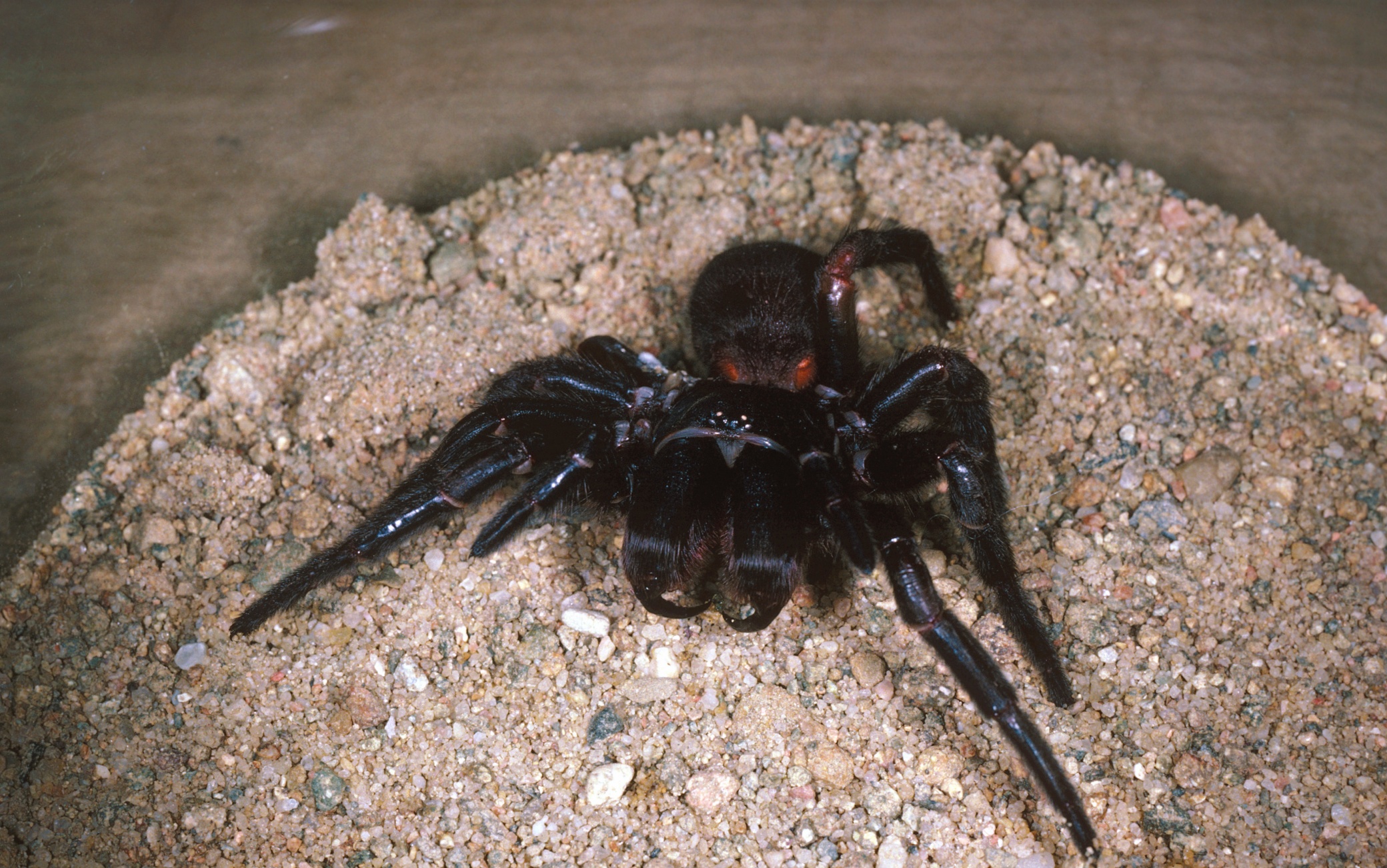 Australia spider