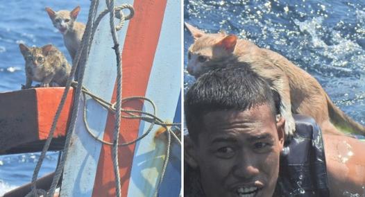 Cats abandoned on a sinking ship, a marine takes them to safety by swimming Corriere.it