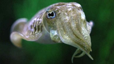 Photo of Cuttlefish know how to exercise self-control
