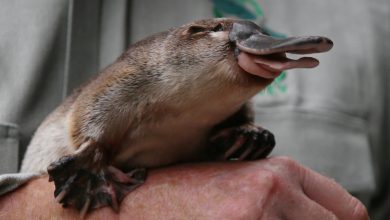 Photo of Australia has an ambitious plan to save the platypus