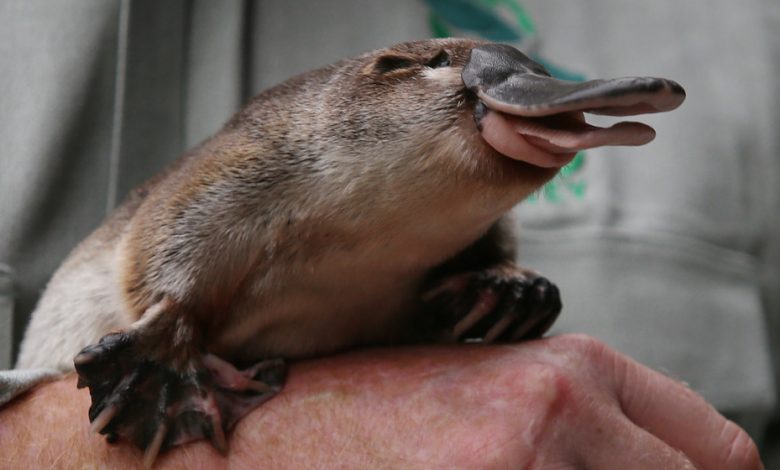 Australia has an ambitious plan to save the platypus