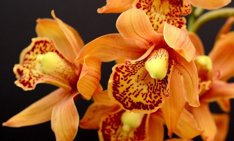 Few people know these very useful methods of treating orchids