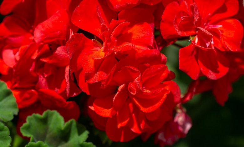 Here's a foolproof way to get many geraniums by spending little or nothing