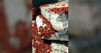 Molise, Thousands of Ladybugs Invade the Mountain: 