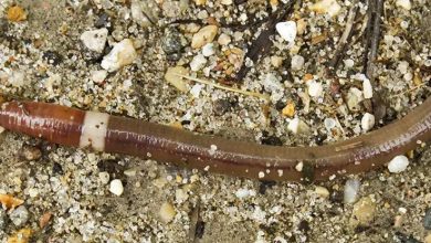 Photo of The infamous “crazy worms” are invading the United States: Scientists are concerned