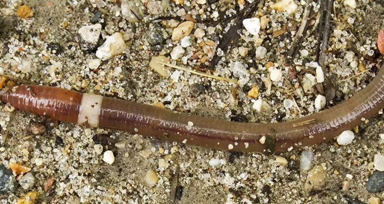 The infamous "crazy worms" are invading the United States: Scientists are concerned