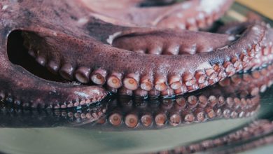 Photo of These are Grandma’s infallible secrets of cooking the octopus to perfection and making it tender