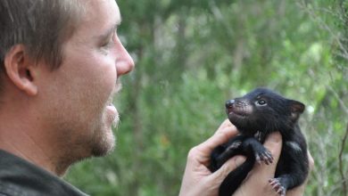 Photo of 7 Tasmanian Devil Dogs were born in Australia.  That didn’t happen in more than 3,000 years