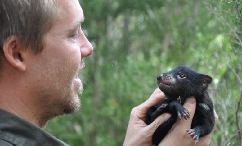 7 Tasmanian Devil Dogs were born in Australia.  That didn't happen in more than 3,000 years