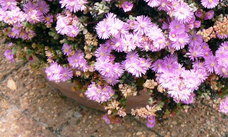 A streak of gorgeous pink flowers with a hardwearing succulent perfect for gardens and porches