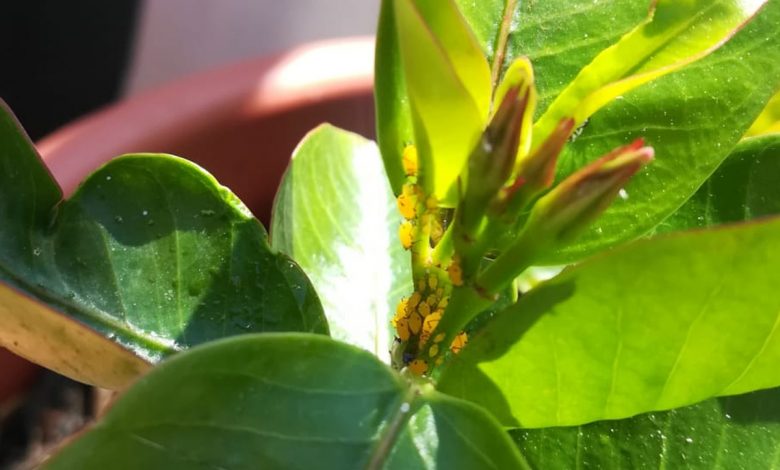 If we have this unwanted guest in our plants, we should definitely act in time