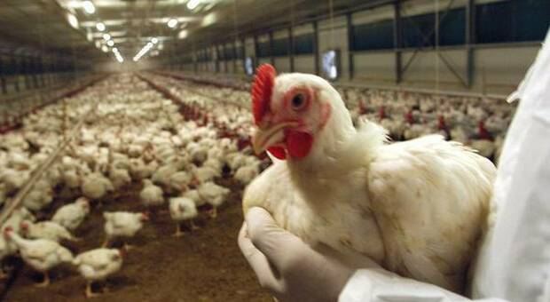 Photo of Salmonella alert in the United States.  Avoid kissing or hugging a chicken.