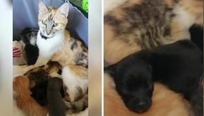The sweet story of mother Alita's kitten who adopted two orphaned dogs