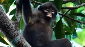 Newly discovered and already in danger of extinction: here is the Sumatran langur