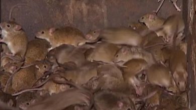 Photo of Rat infestation in Australia is another epidemic after floods and fires