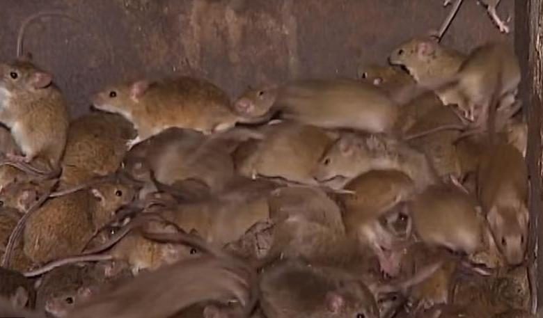 Rat infestation in Australia is another epidemic after floods and fires