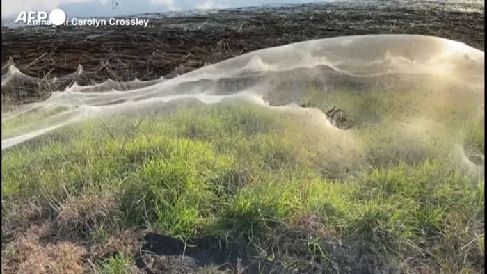 Australia, spiders cover an entire region - the world in cobwebs
