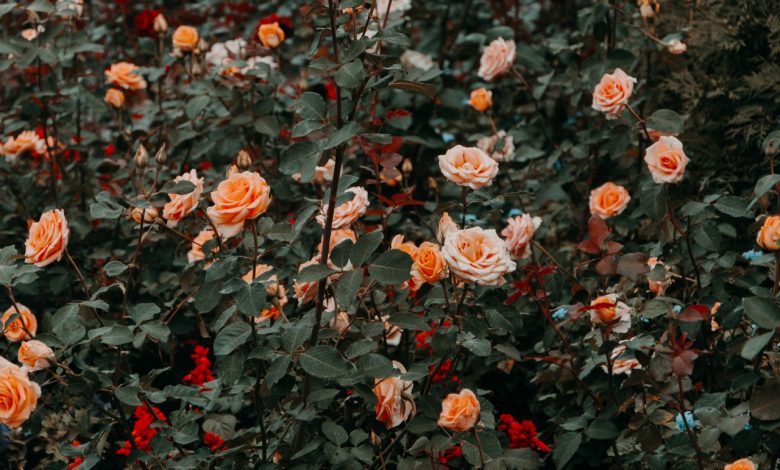 Few people know that in order to have healthy and fragrant roses and avoid this dangerous disease, it is necessary to use a natural, homemade product
