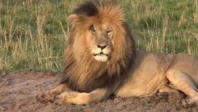 Scarface, the legendary lion of the Masai Mara, has died