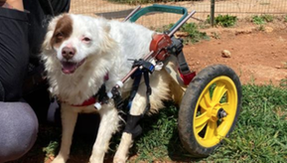Lychee's dog ran over, and now Leah is looking for a suitable home for her and her trolley