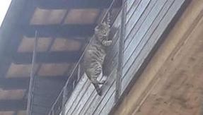 Shock in Florence: he hung the cat outside the balcony, two boys filmed the scene and called the police
