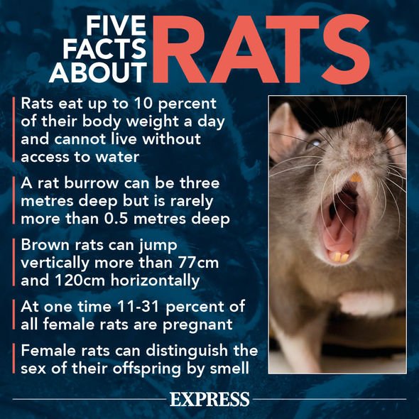 Five facts about mice