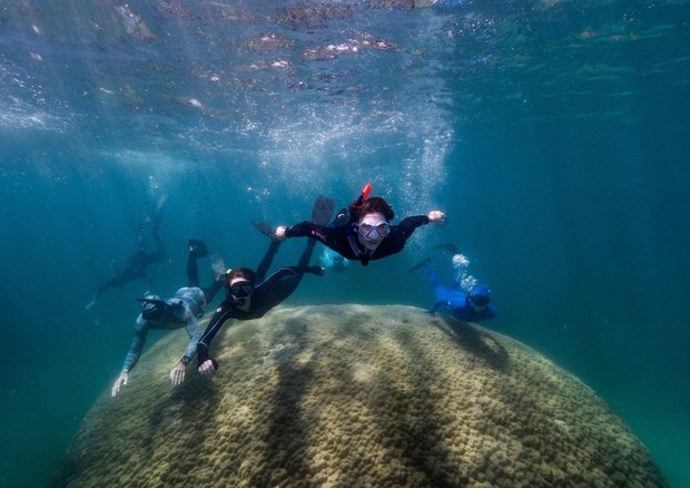 Giant Muga dhambi reef off Orfero Island in Australia (Source: Woody Spark) © Ansa