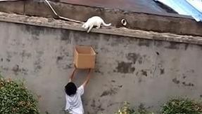 A young boy rescues and adopts a cat by handing him a cardboard box