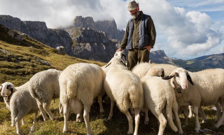 France, a drone kills sheep and the shepherd destroys them: on trial