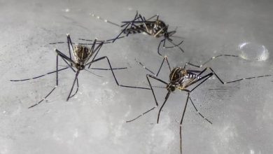 Photo of Korean mosquitoes in Lombardy can spread diseases?  What do we know – Corriere.it
