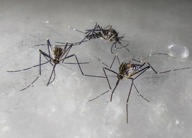 Korean mosquitoes in Lombardy can spread diseases?  What do we know - Corriere.it