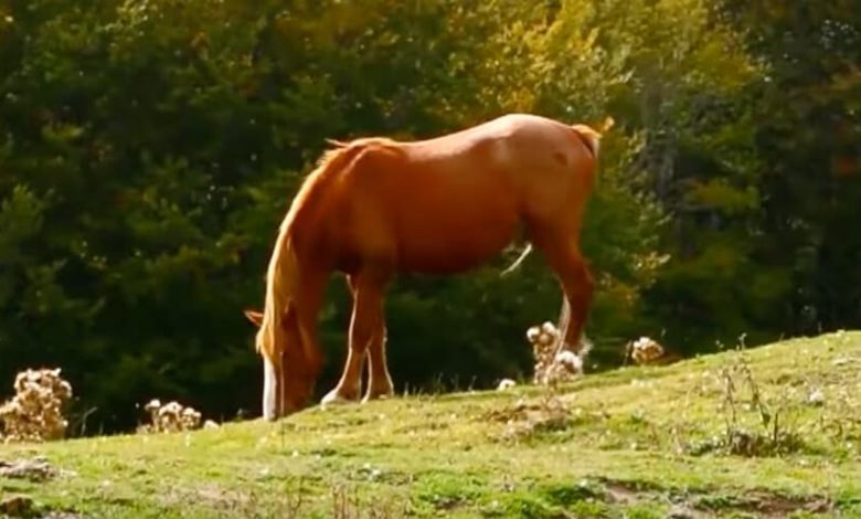 10,000 Horses to Kill: Shock in Australia
