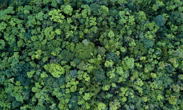 COP26, agreement reached in Glasgow: halt deforestation by 2030