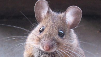 Photo of Video surveillance drops: mice chew optical fibers