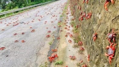 Photo of Invasion of cannibal crabs blocks roads in Australia |  Today Treviso |  News