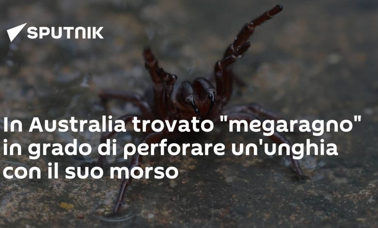 In Australia, a substance "megaragno" was found capable of puncturing a fingernail from its bite