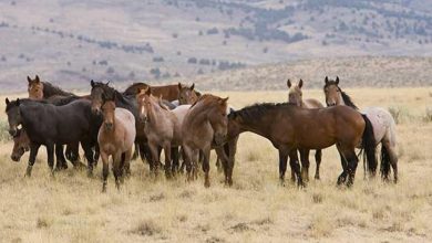 Photo of In Australia they want to kill 10,000 wild horses, that’s why